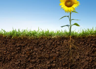 Nitrogen-fixing genes transferred into new bacterial strains, advancing quest to reduce fertilizer dependence