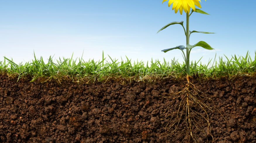 Nitrogen-fixing genes transferred into new bacterial strains, advancing quest to reduce fertilizer dependence