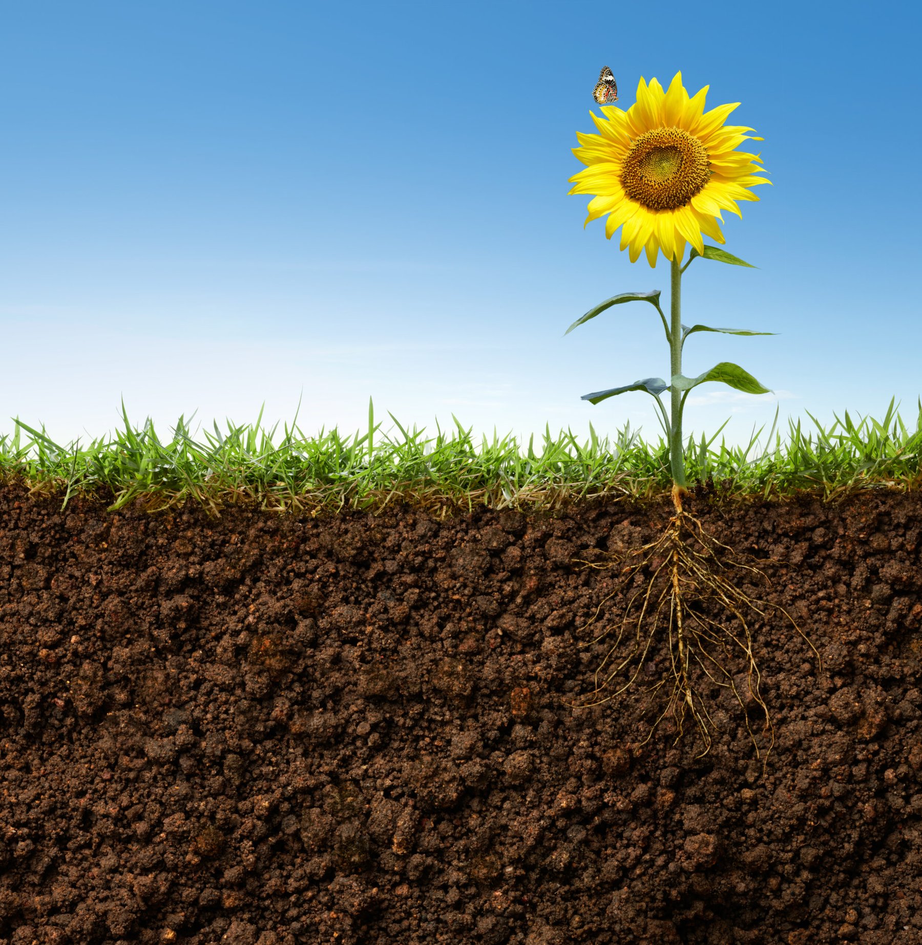 Nitrogen-fixing genes transferred into new bacterial strains, advancing quest to reduce fertilizer dependence