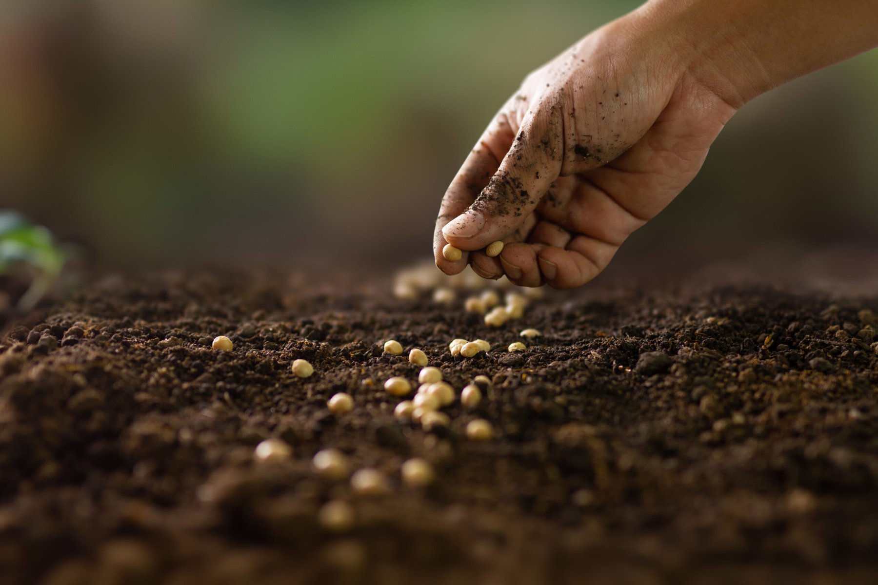 Nebraska farmer sees weed suppression, soil gains from interseeding cover crops
