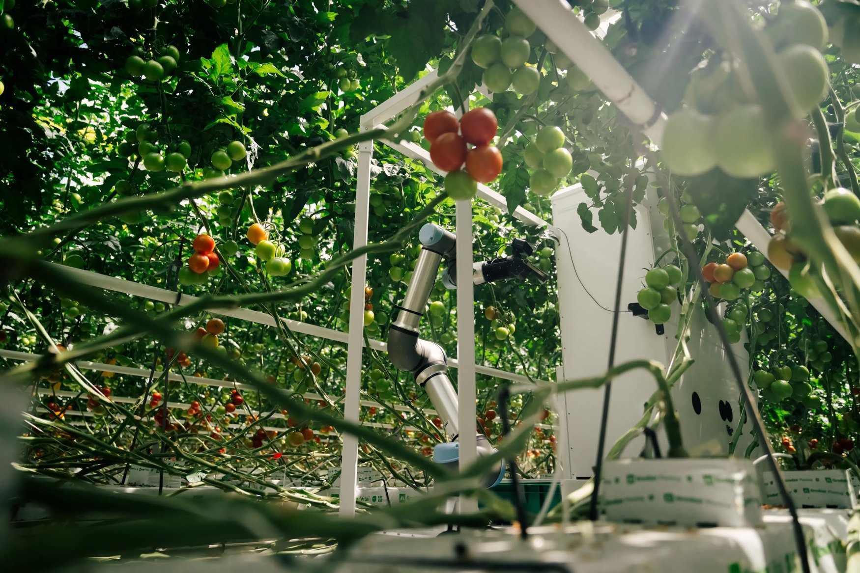 Eternal.ag and Rijk Zwaan partner to develop tomato varieties for automated greenhouse harvesting