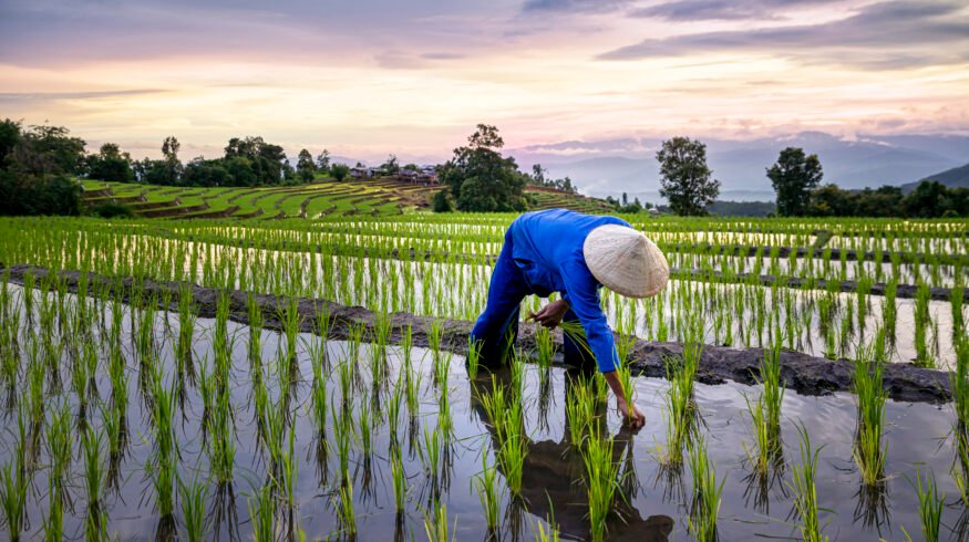 Soil organic nitrogen identified as main source of dinitrogen loss in flooded rice