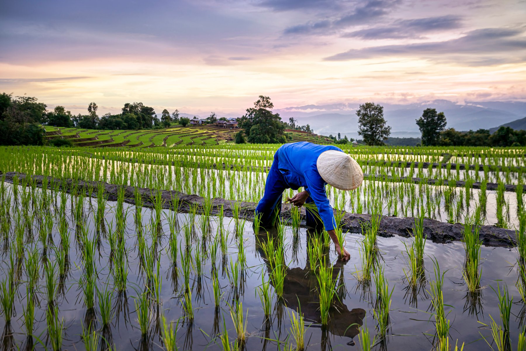 Soil organic nitrogen identified as main source of dinitrogen loss in flooded rice