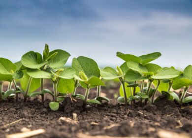 UWA study finds partial shift to organic inputs can reduce synthetic nitrogen use without yield loss