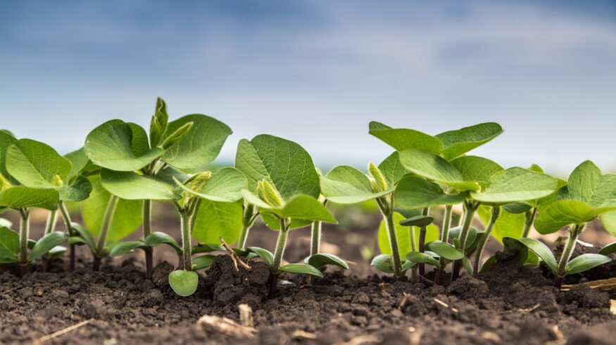 UWA study finds partial shift to organic inputs can reduce synthetic nitrogen use without yield loss
