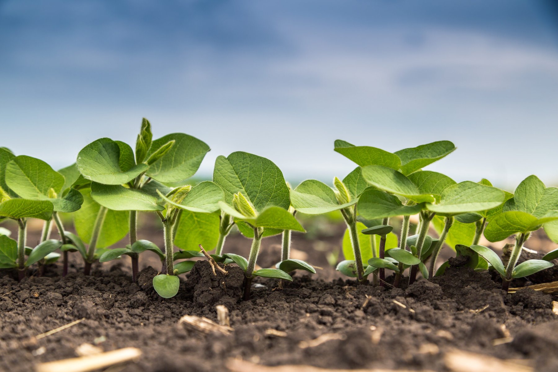 UWA study finds partial shift to organic inputs can reduce synthetic nitrogen use without yield loss