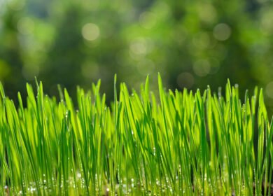 Wheat root compounds shown to suppress soil microbes and cut nitrogen loss
