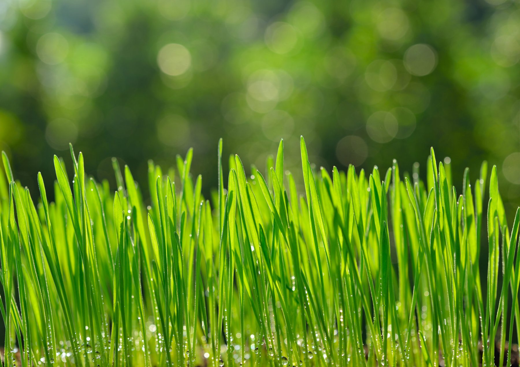 Wheat root compounds shown to suppress soil microbes and cut nitrogen loss