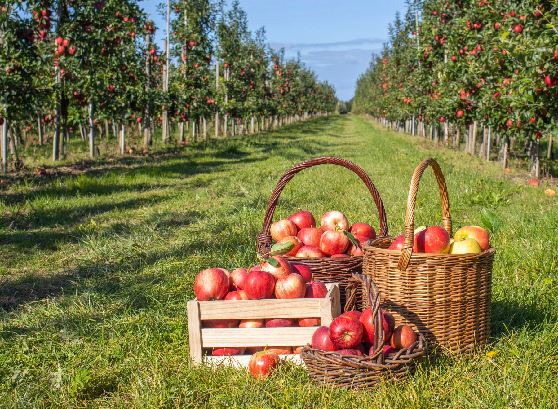 Martinelli’s contract cuts force California apple growers to remove apple orchards