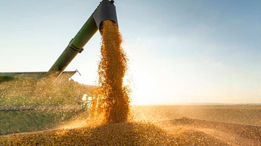 Spain’s grain harvest set to fall as rain and heat hit yields