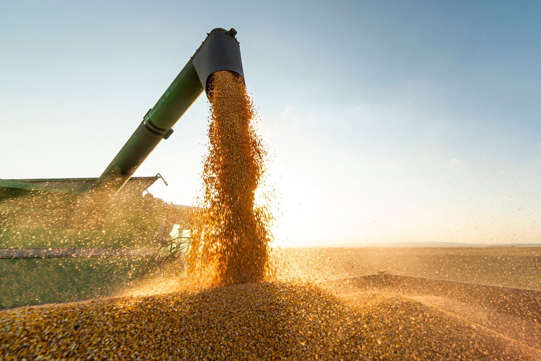 Spain’s grain harvest set to fall as rain and heat hit yields