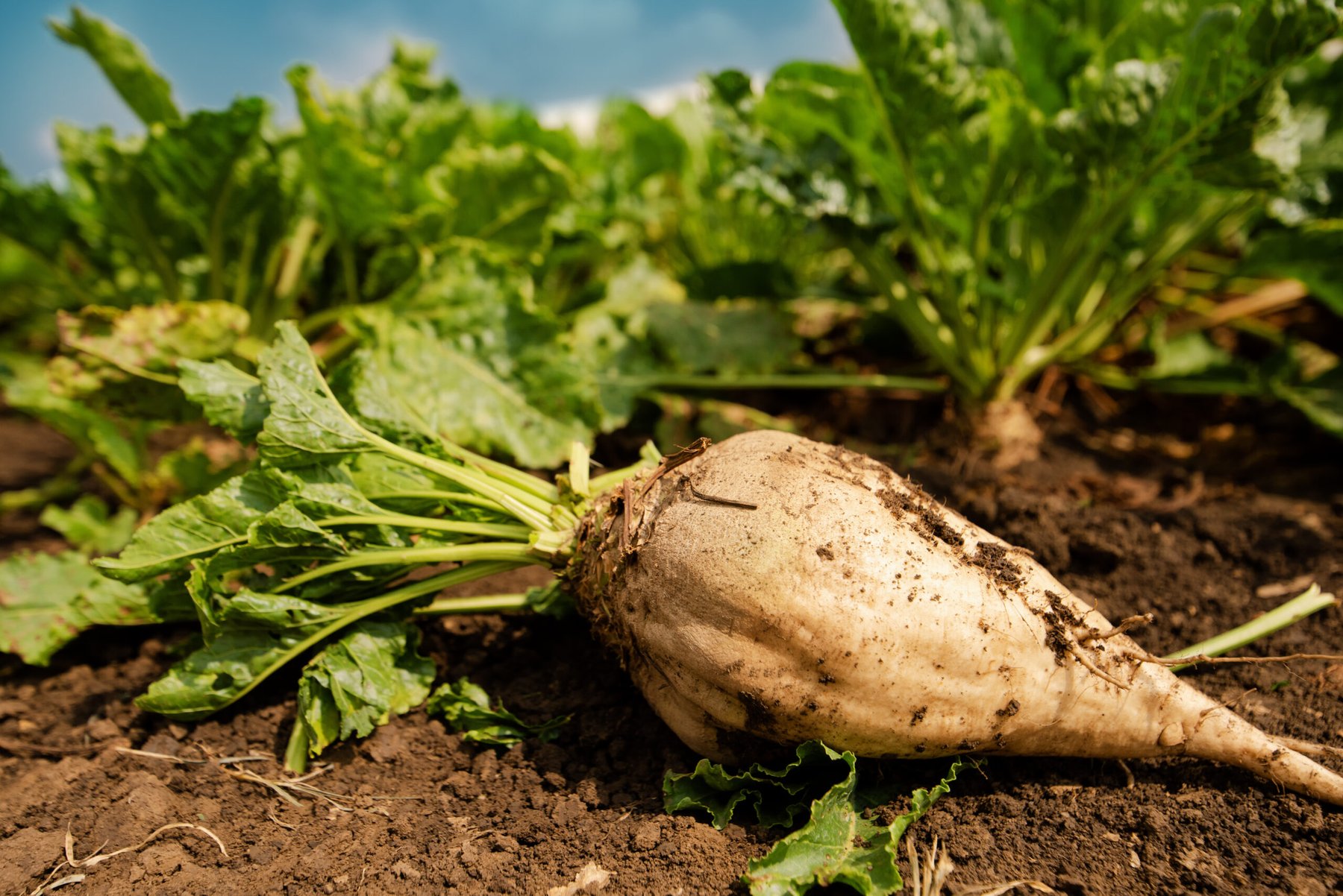UK sugar beet growers win emergency pesticide approval as virus yellows threat intensifies