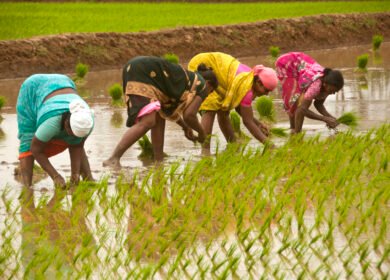 India’s fertilizer subsidy burden grows as import costs hit multi-year highs