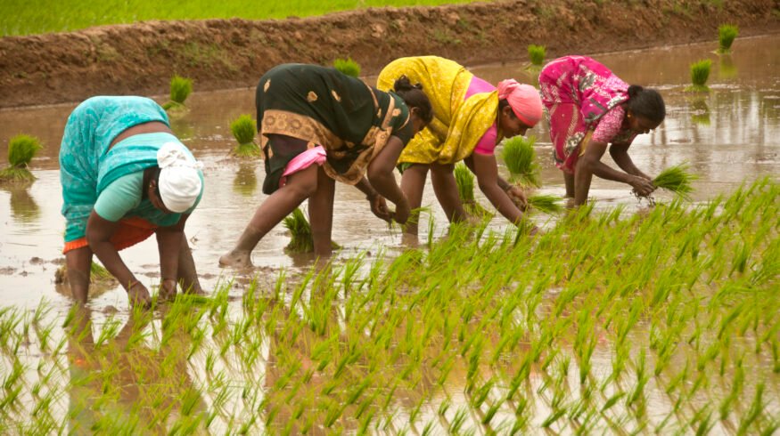 India’s fertilizer subsidy burden grows as import costs hit multi-year highs