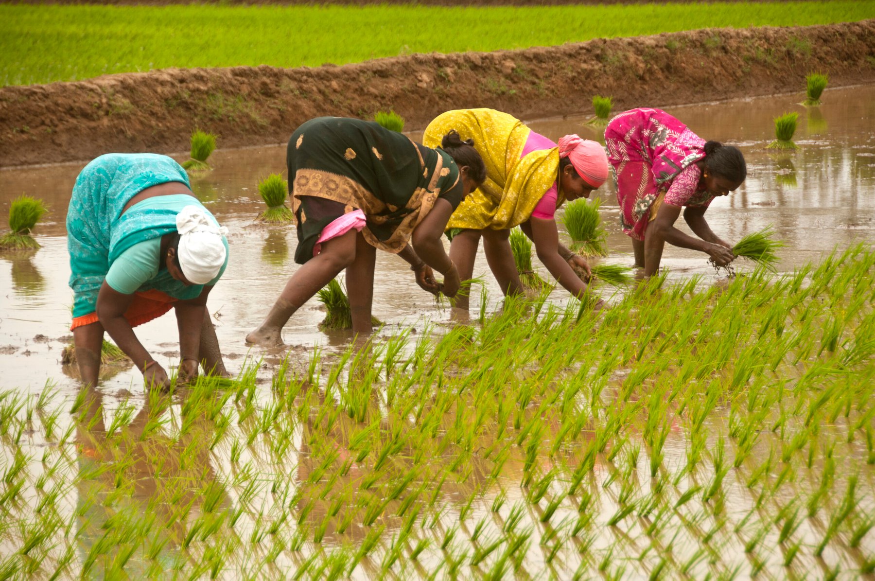 India’s fertilizer subsidy burden grows as import costs hit multi-year highs