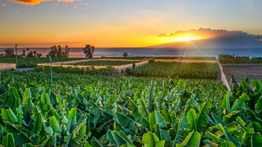Embrapa and Bayer unveil simplified soil carbon model for tropical farms