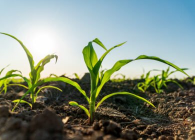 Crop growth narrows herbicide application window for corn and soybeans