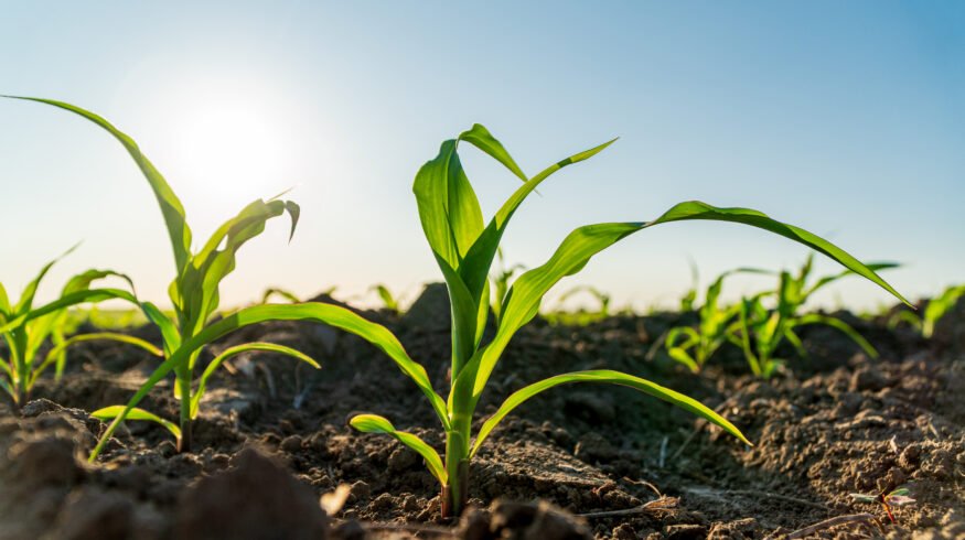 Crop growth narrows herbicide application window for corn and soybeans