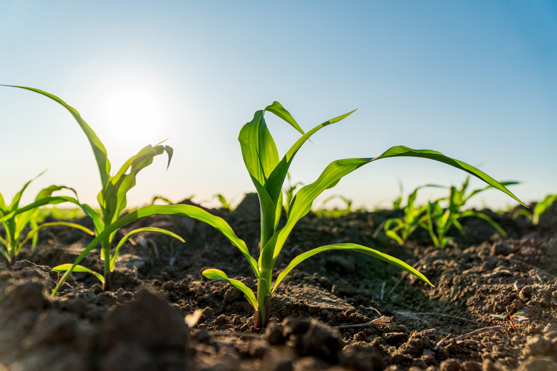 Crop growth narrows herbicide application window for corn and soybeans