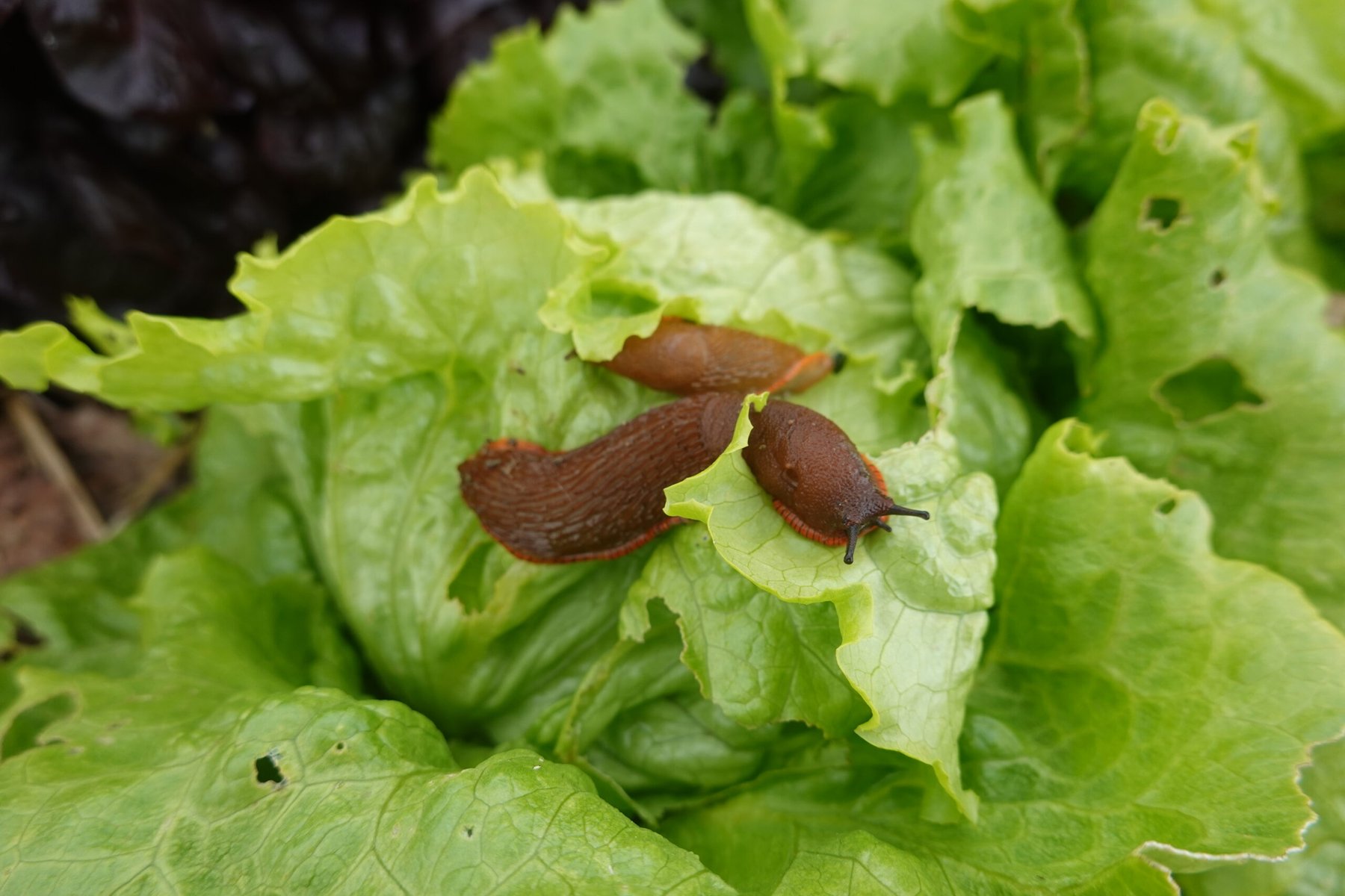 Farmers help develop next-generation slug prediction tool