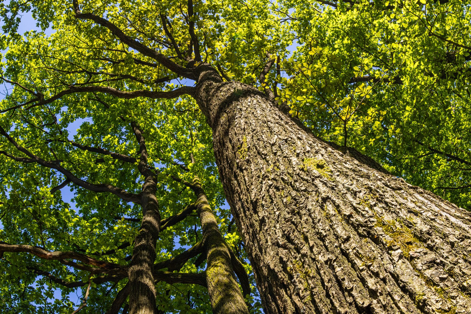 Oak trees found to help competing plant species coexist by reshaping soil ecosystems