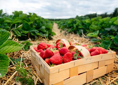 El Niño threat raises disease concerns for Florida’s $500 million strawberry industry