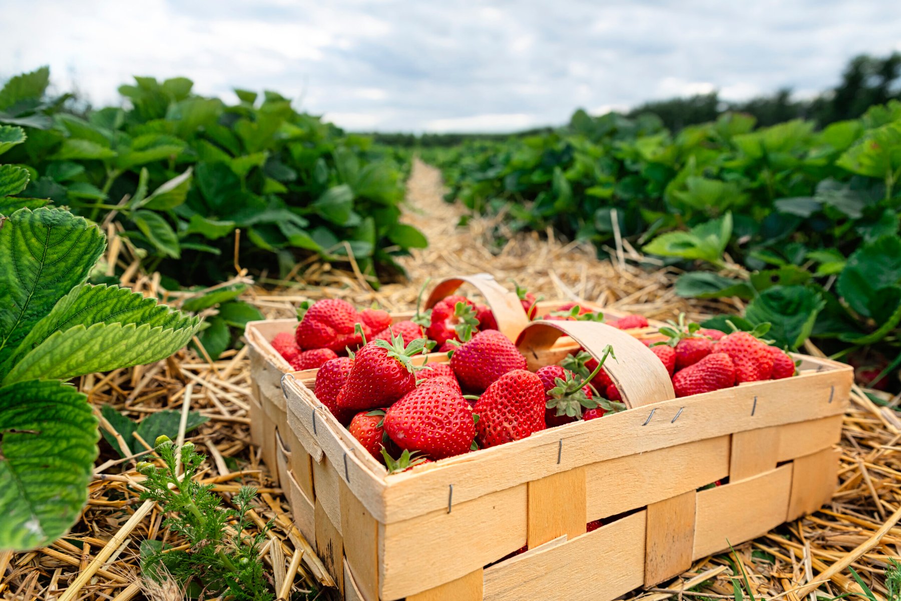 El Niño threat raises disease concerns for Florida’s $500 million strawberry industry
