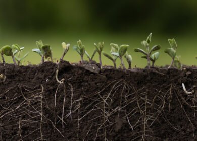 Researchers chart a roadmap to a bio-solar nitrogen economy that could cut synthetic fertilizer demand