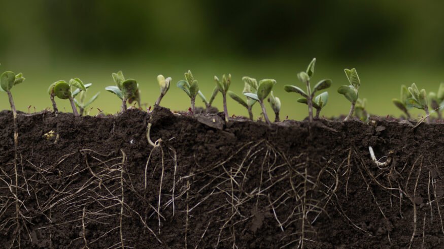 Researchers chart a roadmap to a bio-solar nitrogen economy that could cut synthetic fertilizer demand