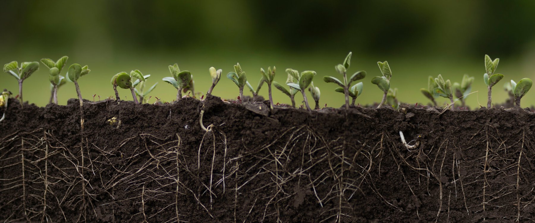 Researchers chart a roadmap to a bio-solar nitrogen economy that could cut synthetic fertilizer demand