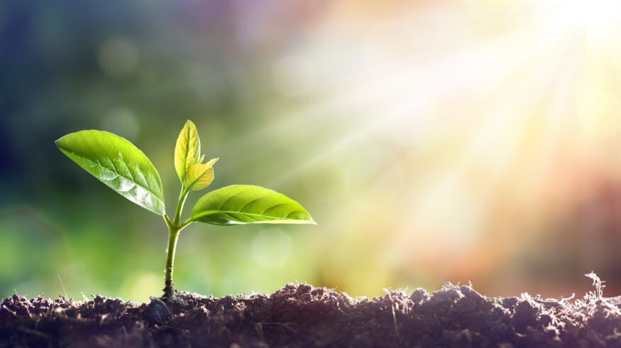Scientists uncover hidden chemical language connecting plants, microbes, and soil life