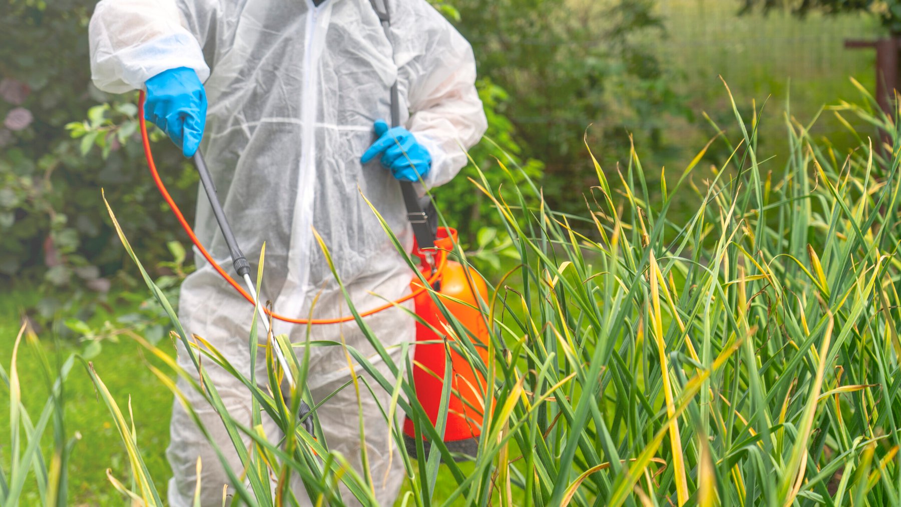 New fungicide chemistry targets 99% control as critical Mancozeb faces bans