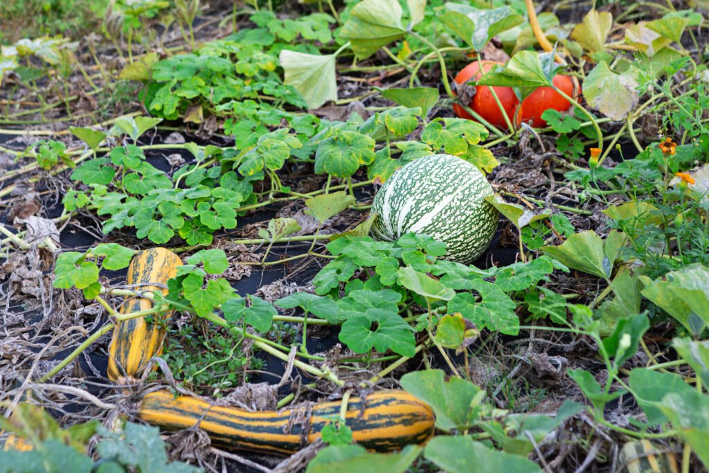 A lush garden is filled with various squash and pumpkins nestled among green vines. Bright orange and yellow vegetables peek through the abundant foliage in the warm summer sun.