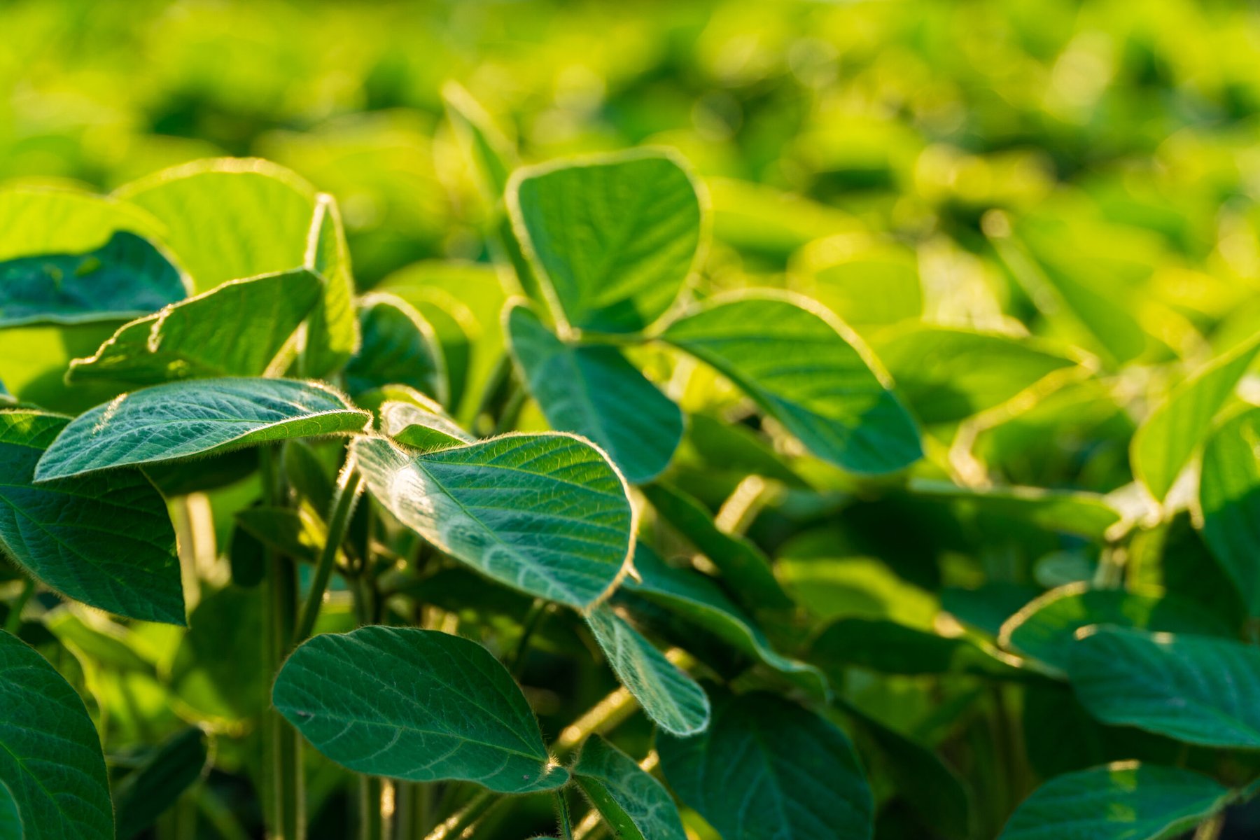 InnerPlant’s CropVoice turns soybean plants into an early-warning network