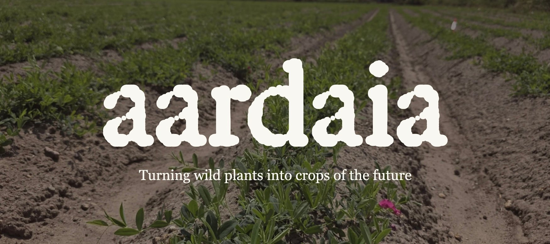 Aardaia raises $5.9 million to develop nitrogen-fixing, protein-rich potato alternative