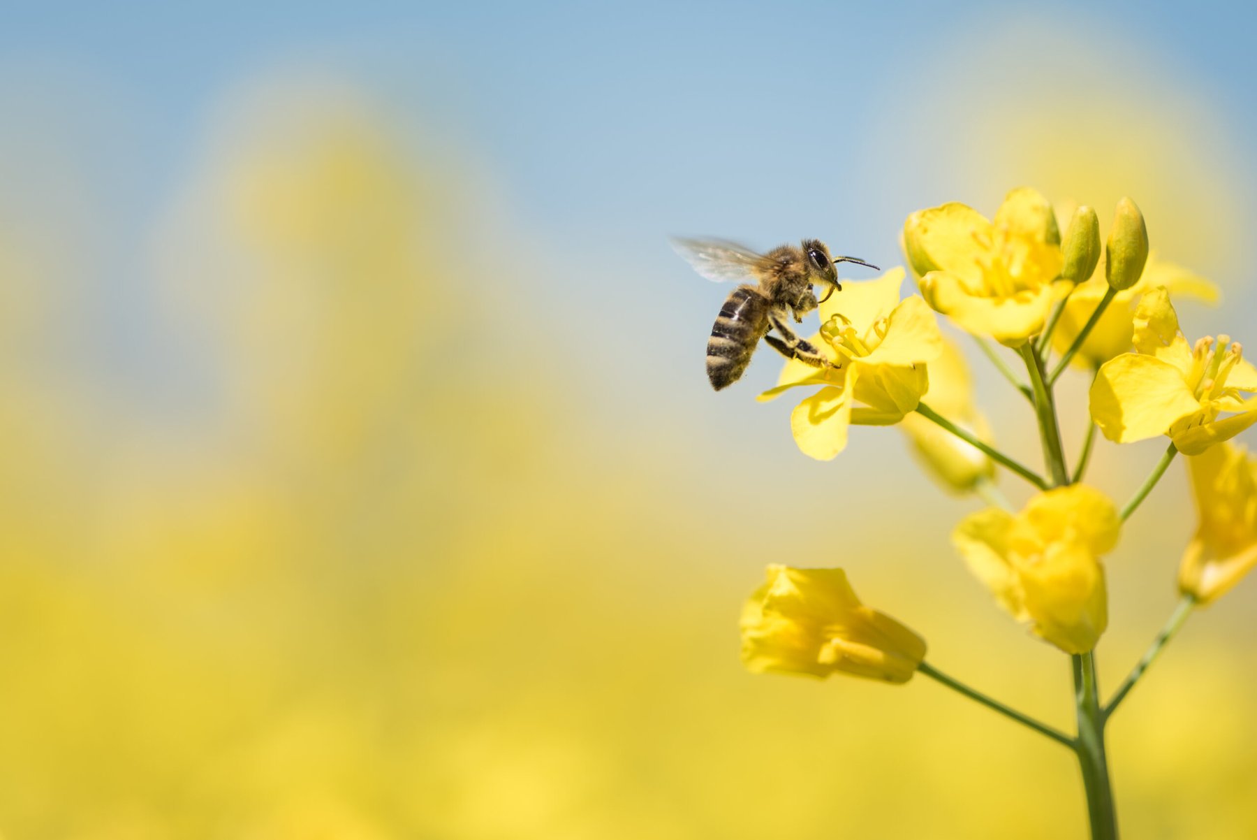 Record bee losses expose the rising cost of keeping U.S. crops pollinated