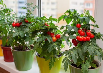 Harvest dates for homegrown fruits and vegetables for the best flavor