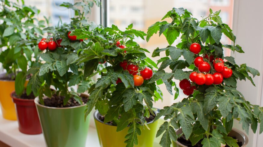 Harvest dates for homegrown fruits and vegetables for the best flavor