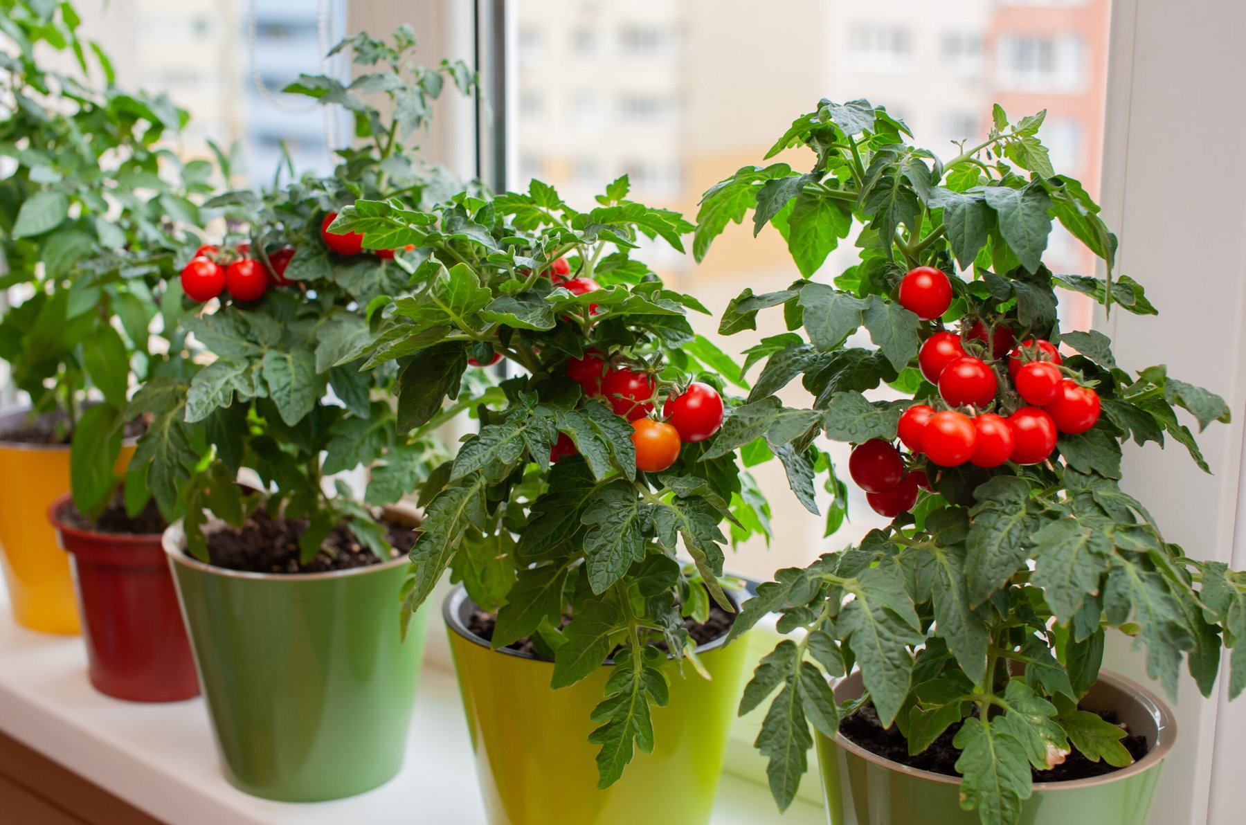 Harvest dates for homegrown fruits and vegetables for the best flavor