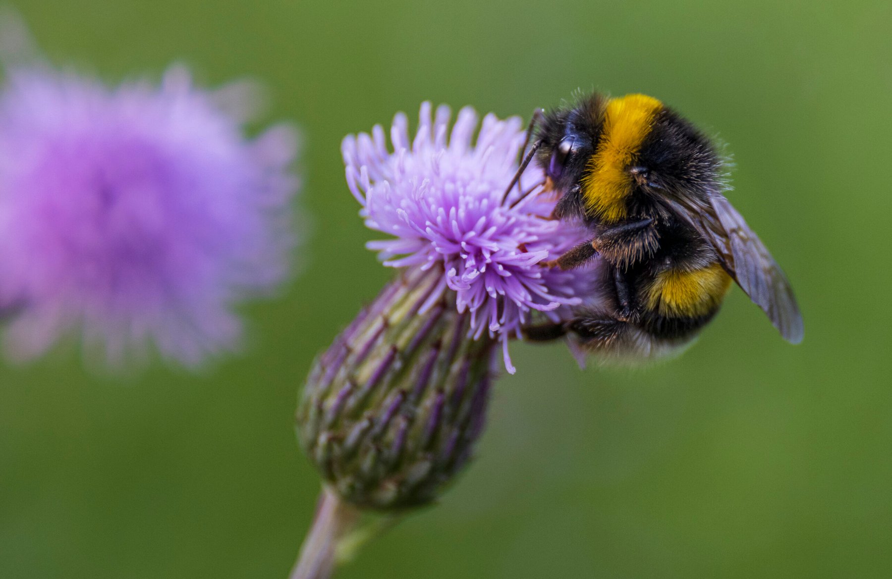 Sulfoxaflor quietly cuts bumblebee egg-laying in 21-day exposure study