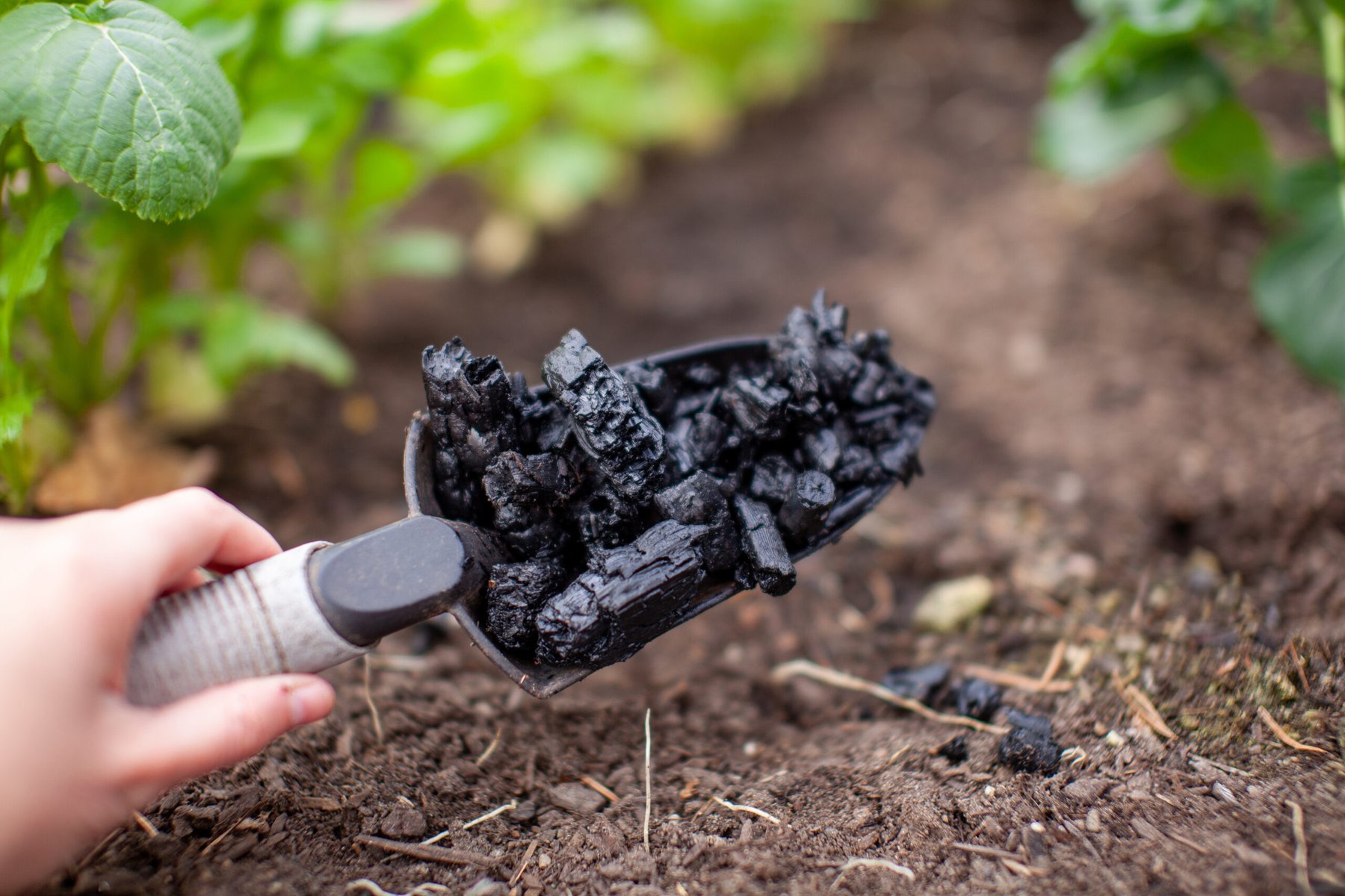Modified biochar and irrigation strategy reduce cadmium and mercury in rice, study finds