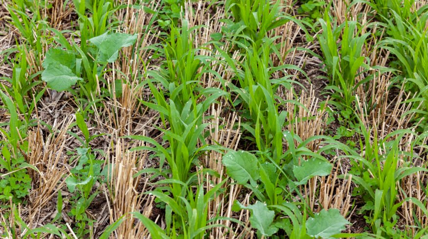 Cover crops for weed suppression cut costs in Illinois pumpkins