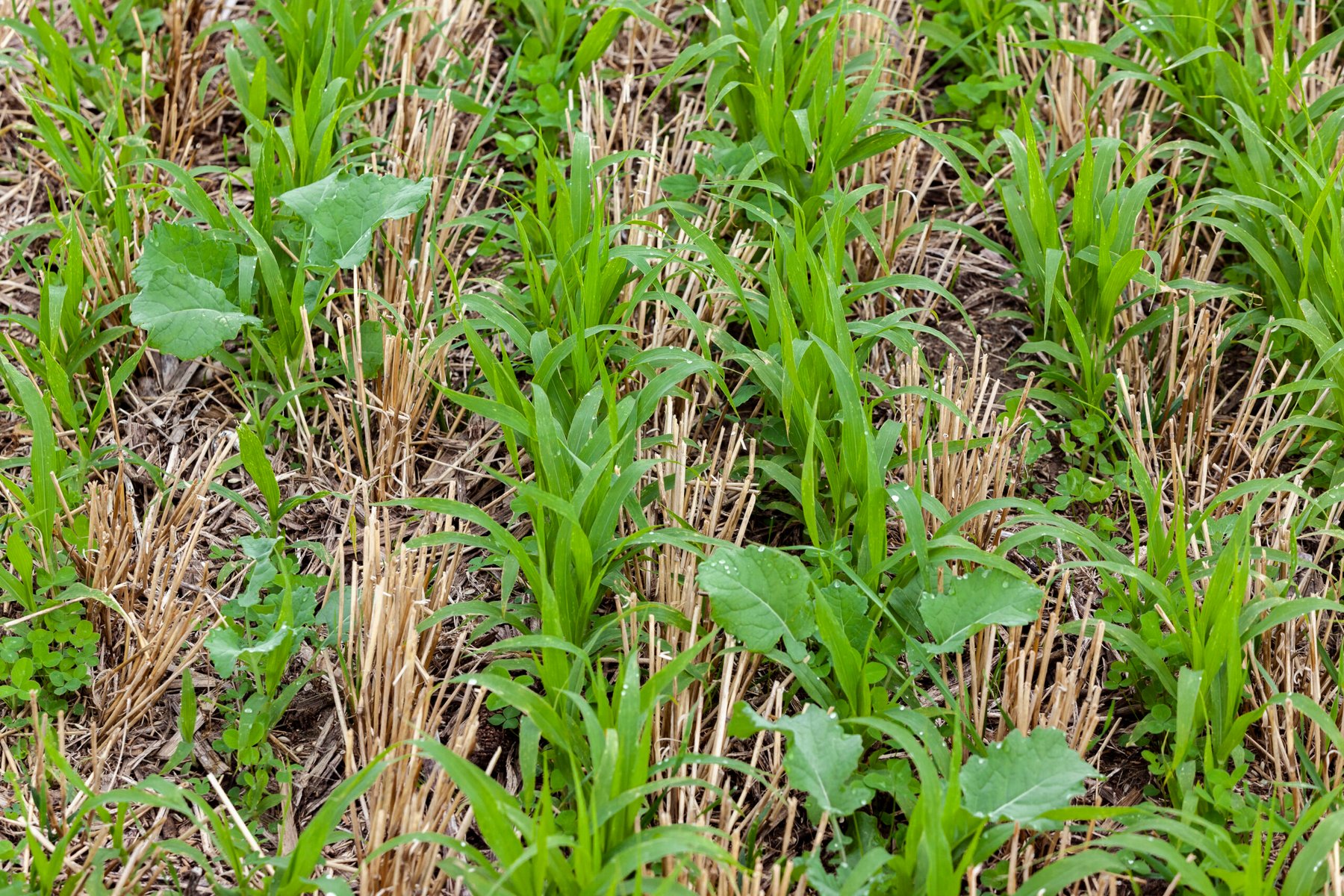 Cover crops for weed suppression cut costs in Illinois pumpkins