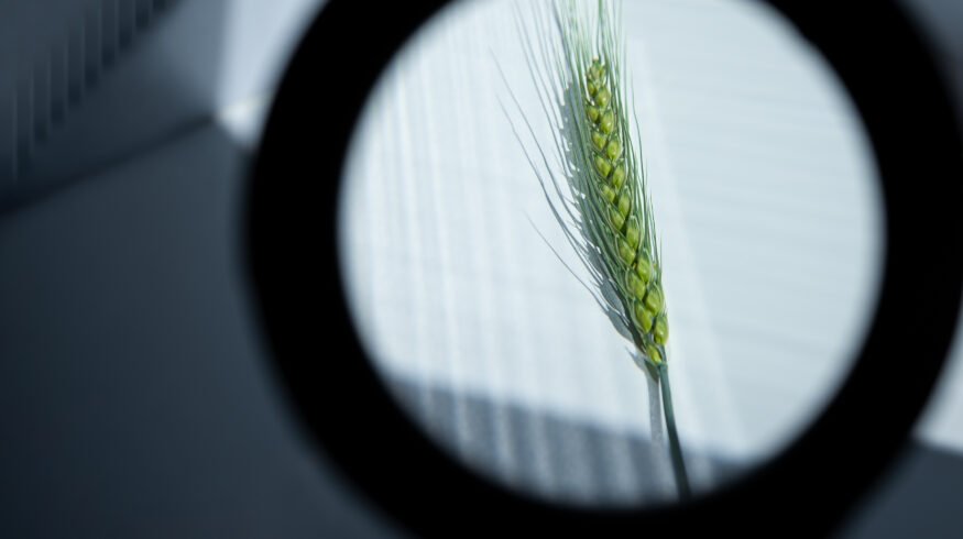 Precision breeding debate highlights potential for reduced fertilizer use and ongoing concerns about seed patents