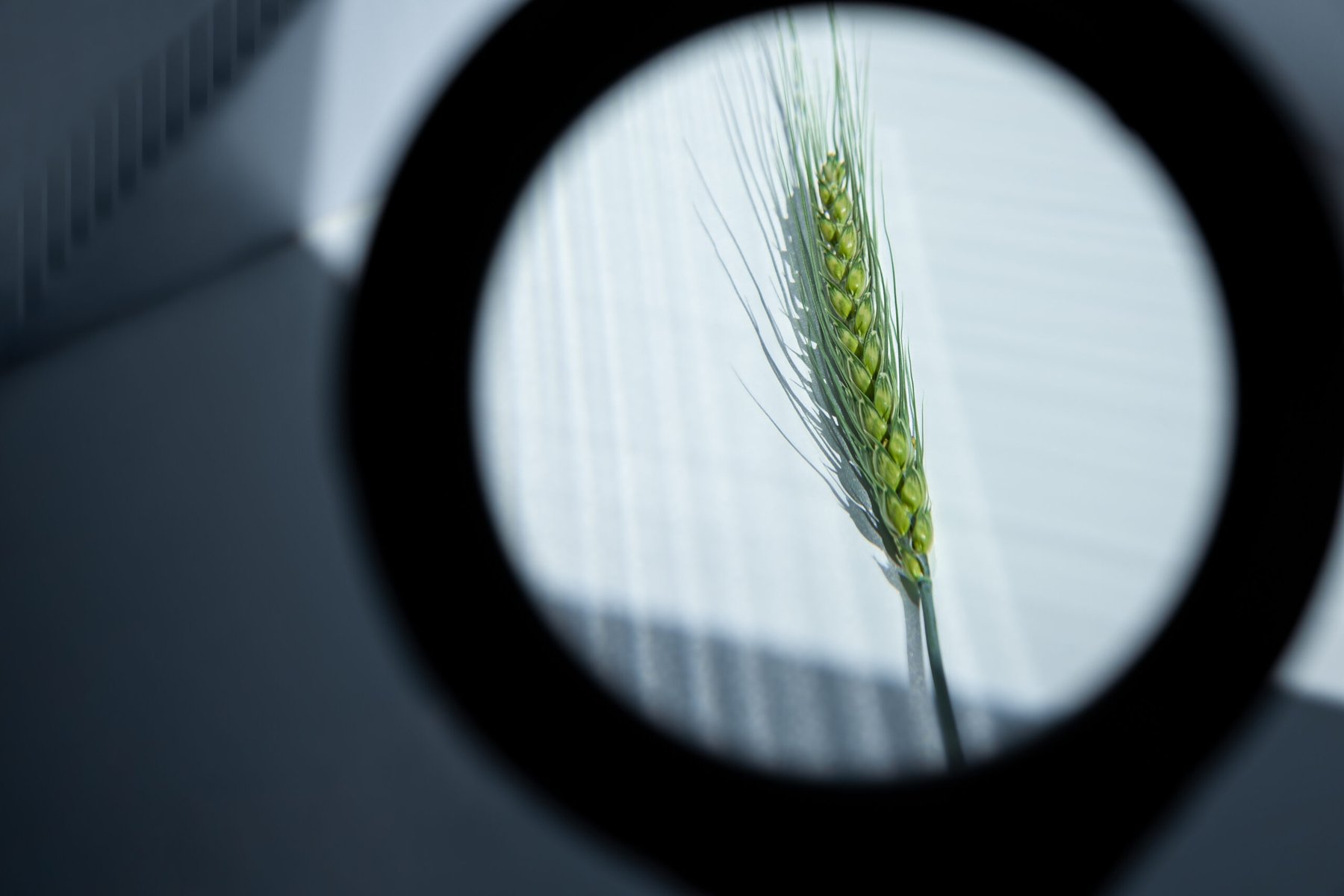 Precision breeding debate highlights potential for reduced fertilizer use and ongoing concerns about seed patents