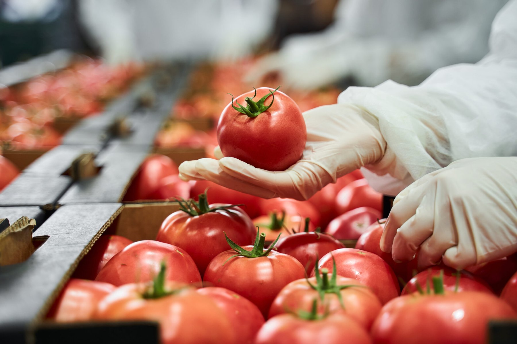 U.S. tomato prices hit a 45-year high affected by weather, trade policy and supply chain pressures