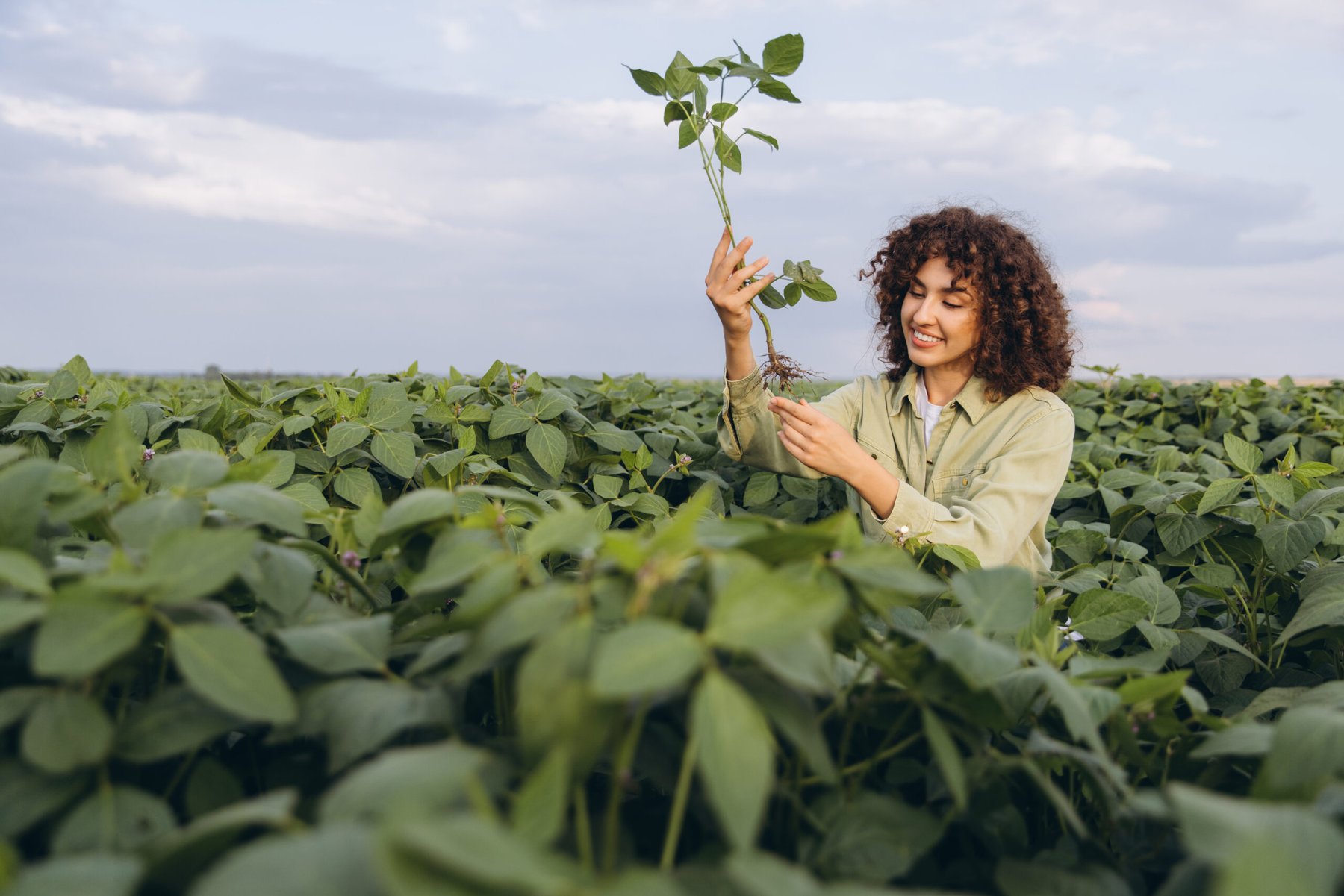 Soybean nitrogen fixation switch could cut fertilizer needs, Purdue study finds