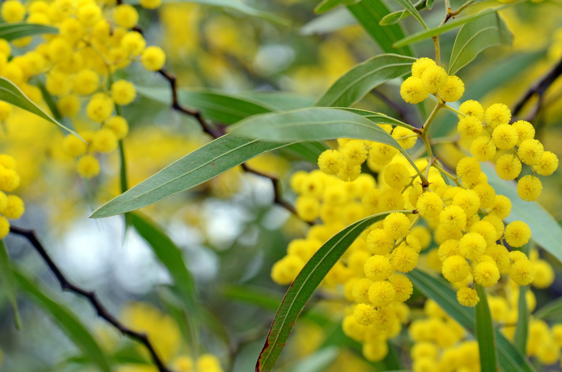 South Africa’s century-old acacia plantings have had a lasting impact on water resources and biodiversity