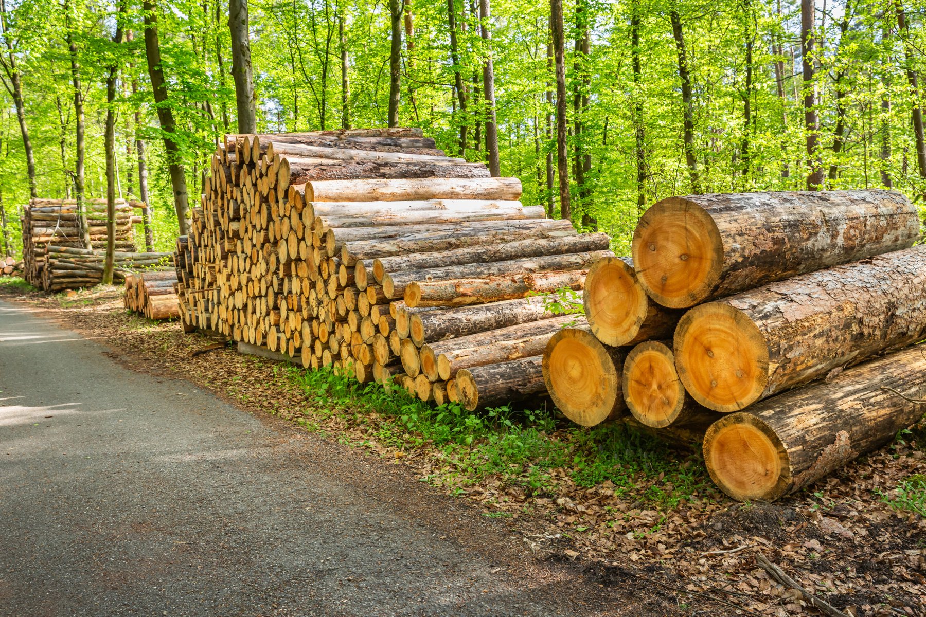 USDA backs Oregon and Nevada timber projects with $80 million in loan guarantees
