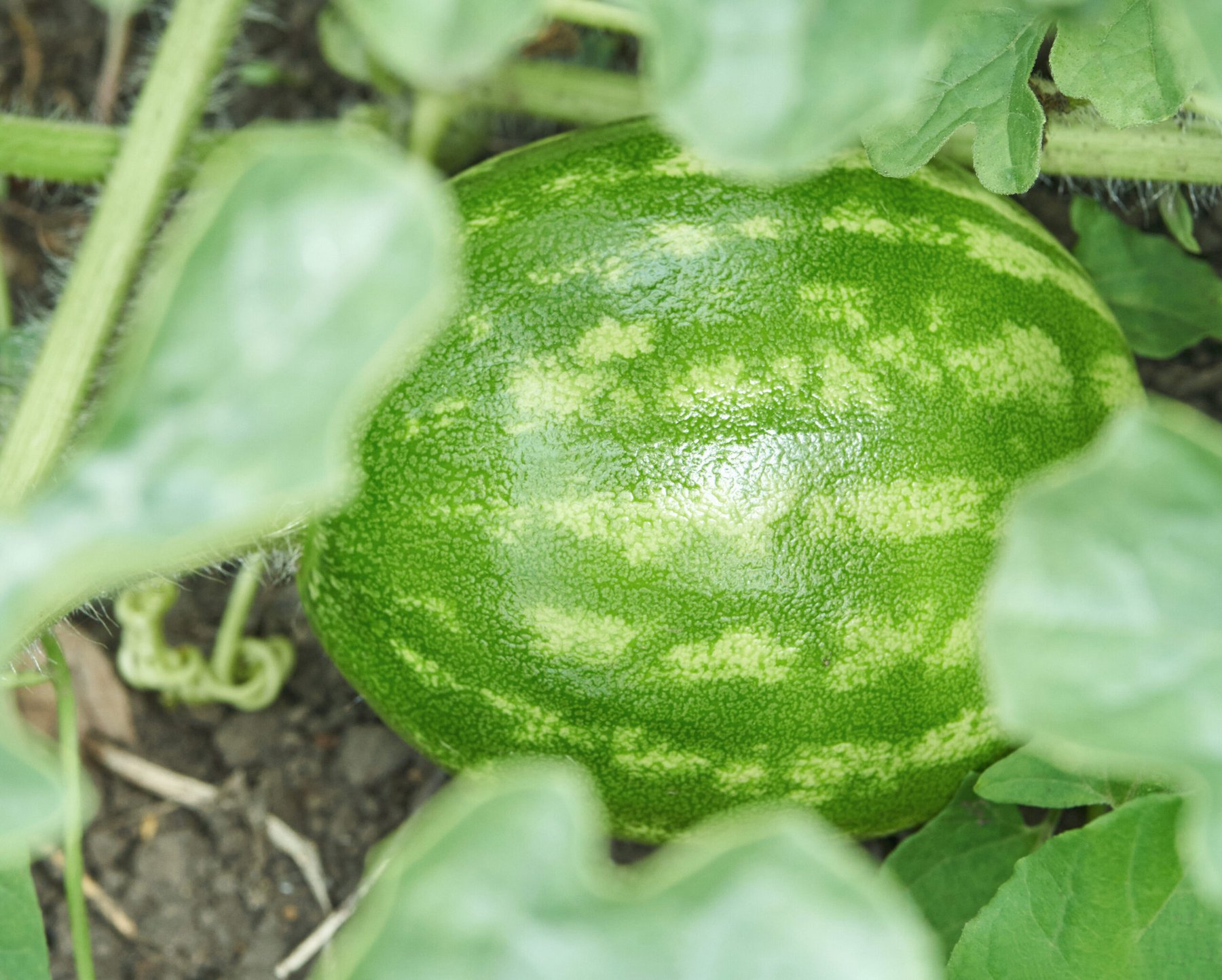 Green watermelon growing on vine in garden with lush leaves and rich soil in summer.